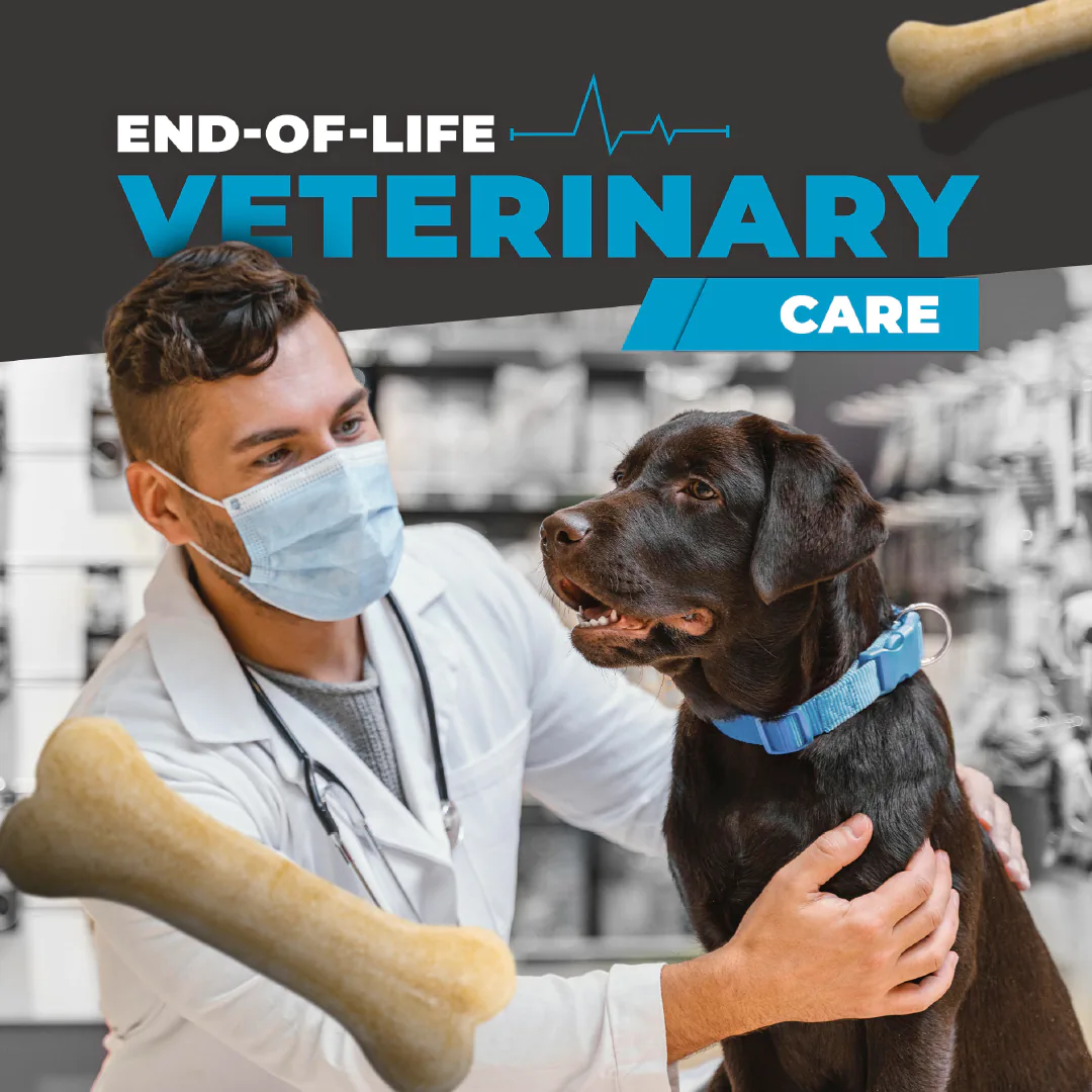 vets social media feed presentation