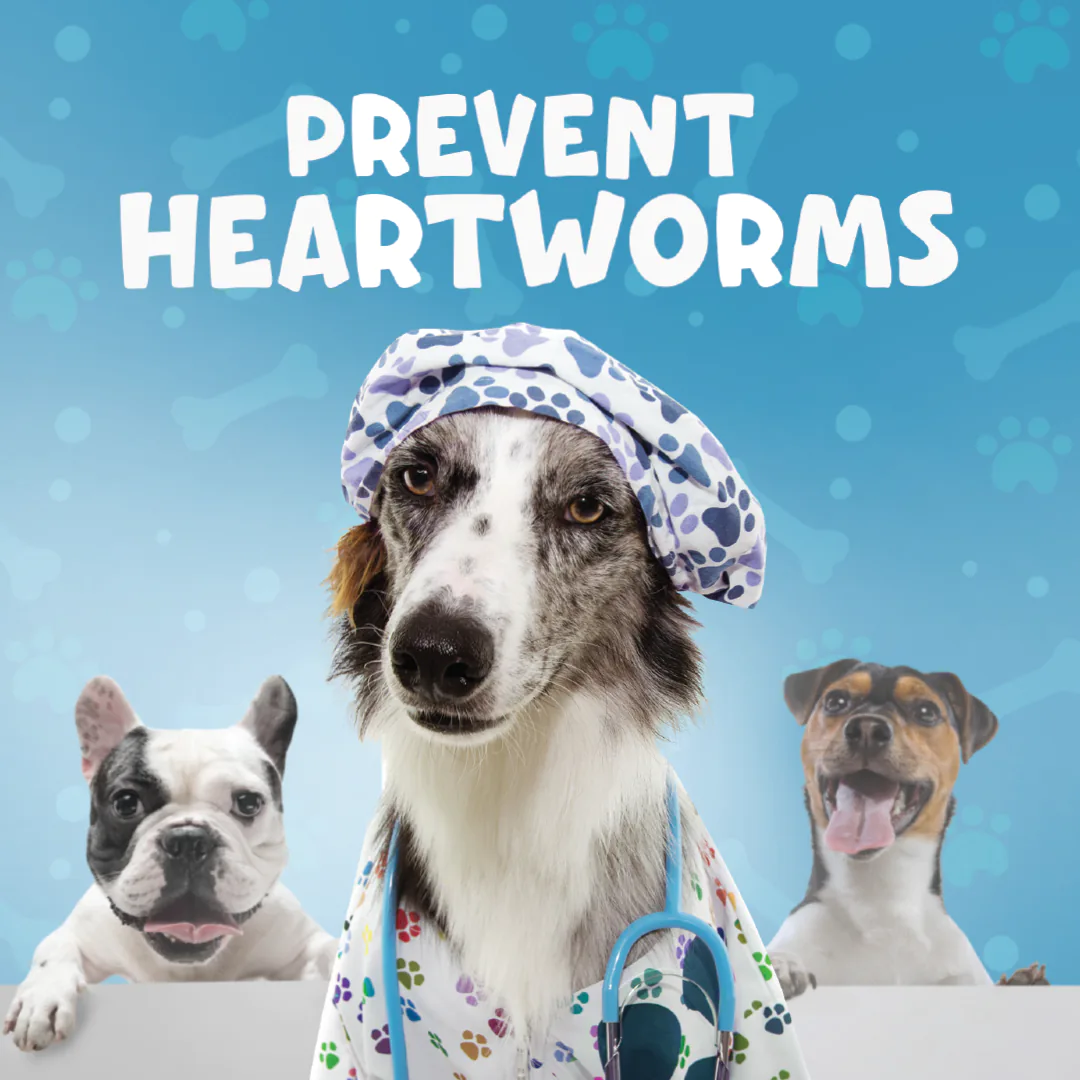 vets social media feed presentation