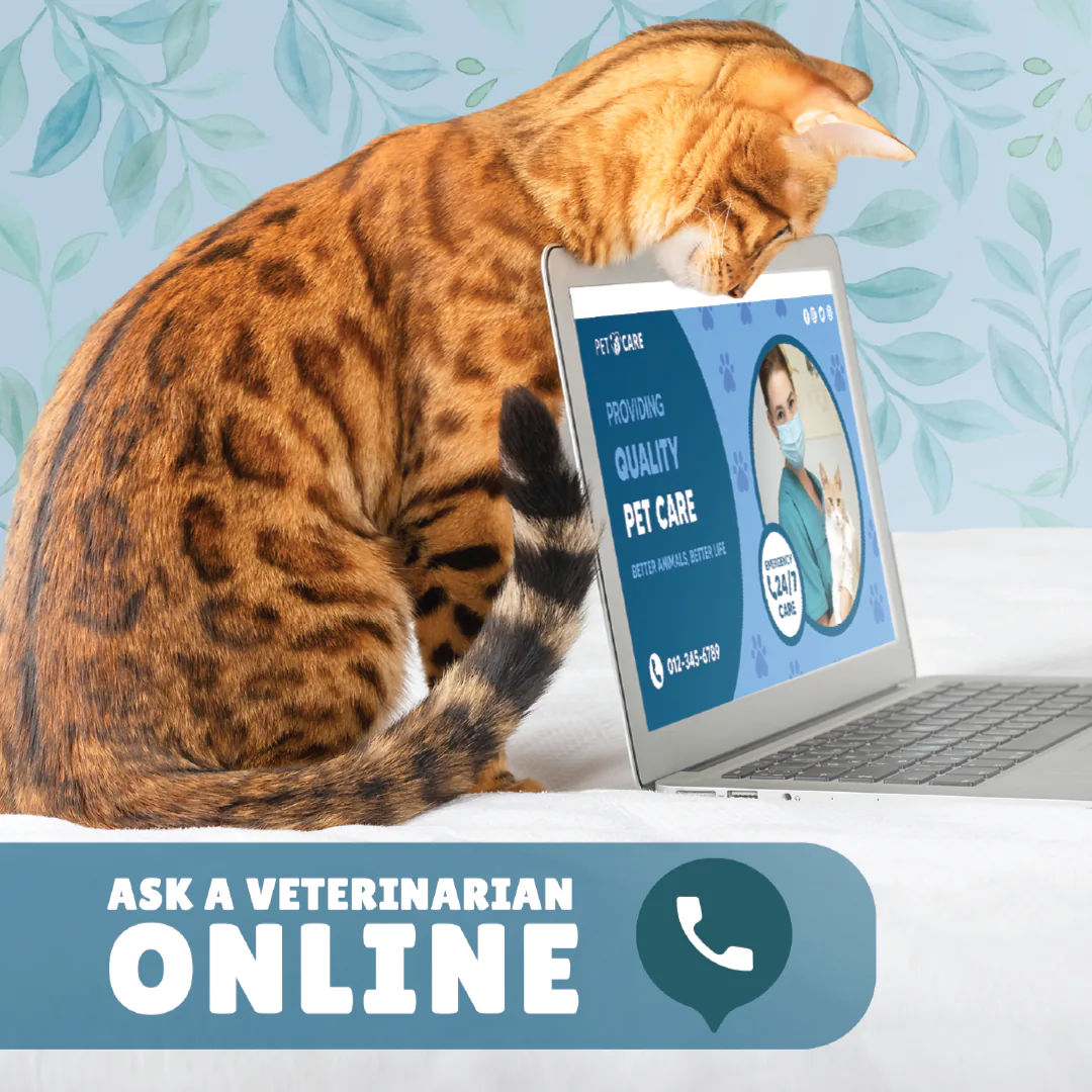 vets social media feed presentation