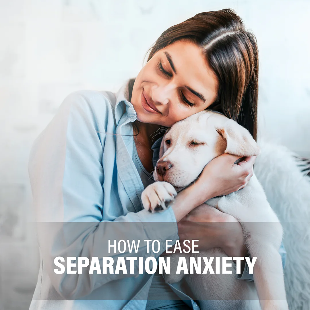 Social media for vets feed presentation