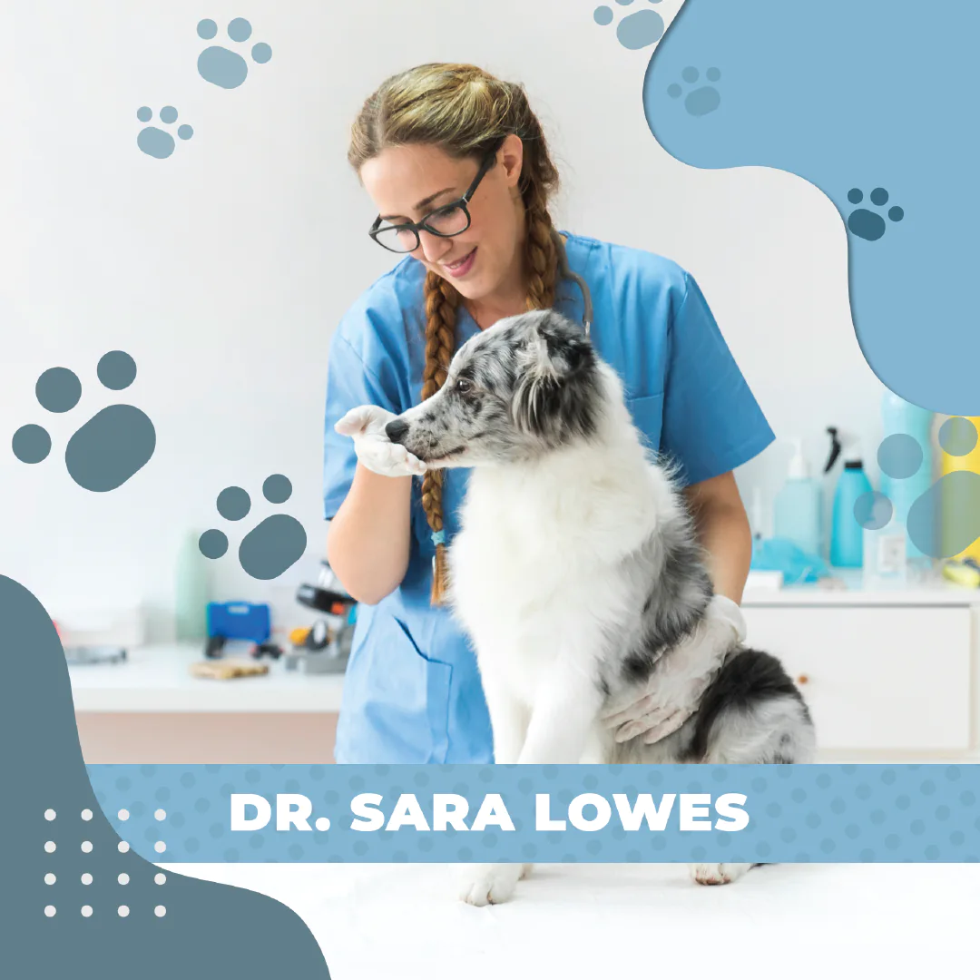 vets social media feed presentation