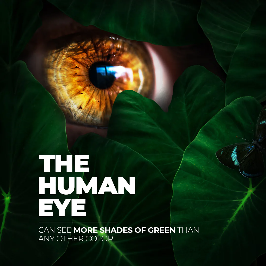 social media for ophthalmology feed presentation