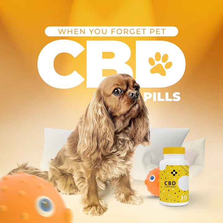 cbd feed presentation