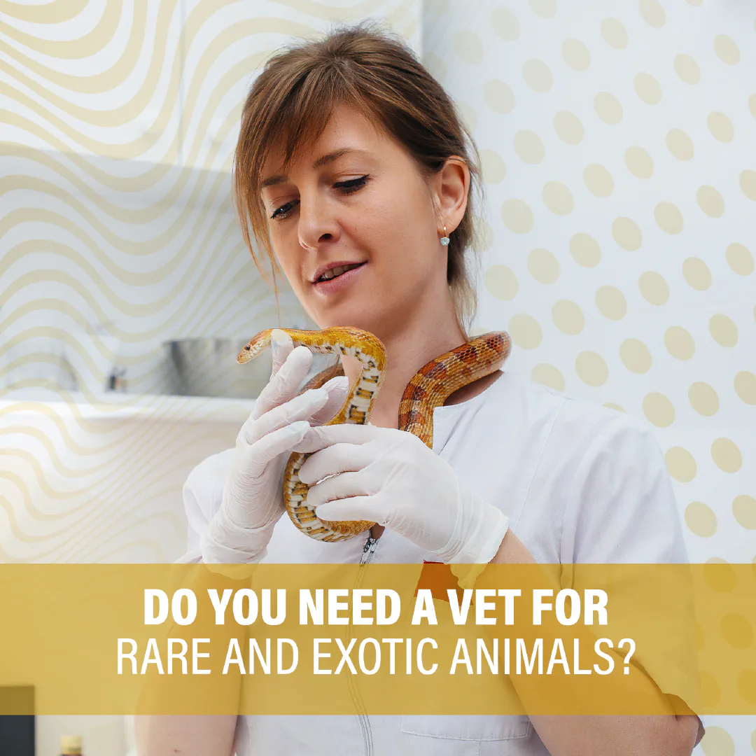 vets social media feed presentation