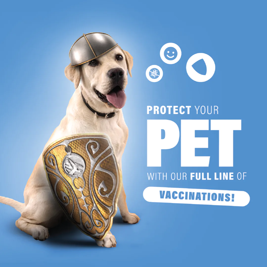 vets social media feed presentation