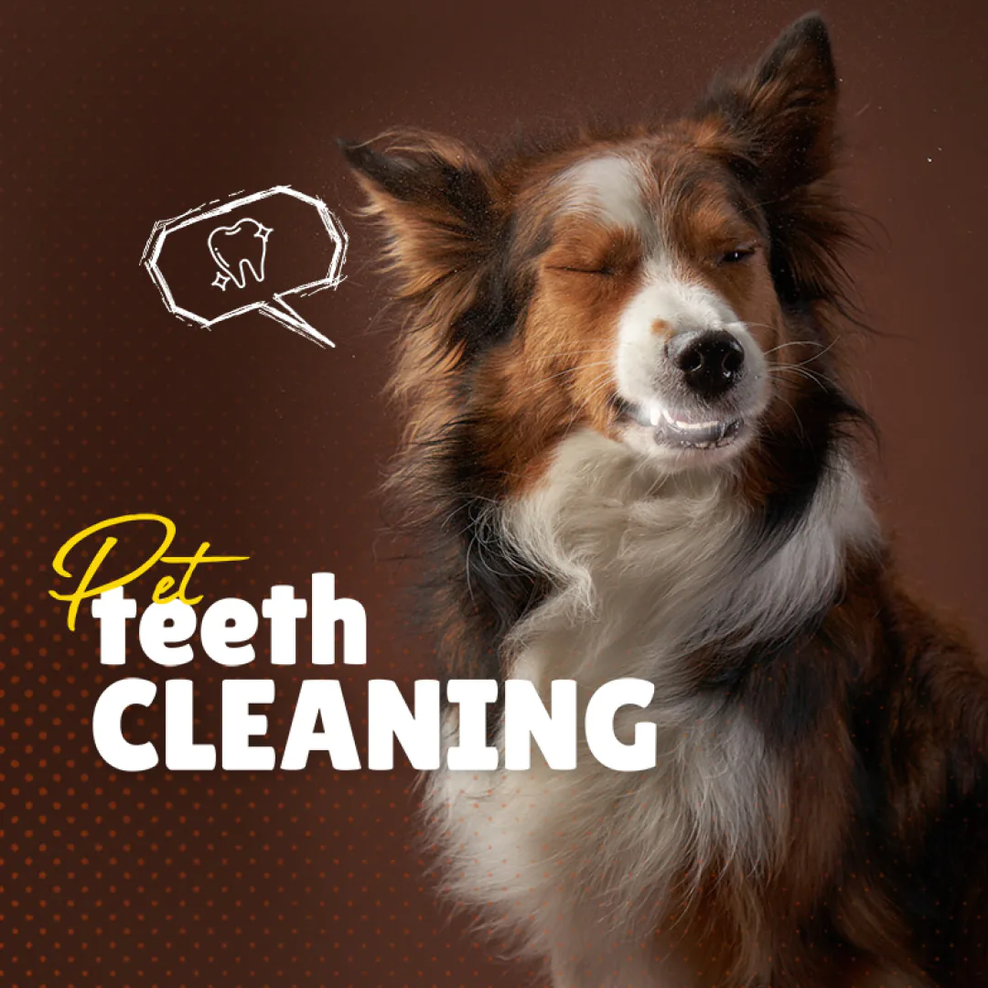 vets social media feed presentation