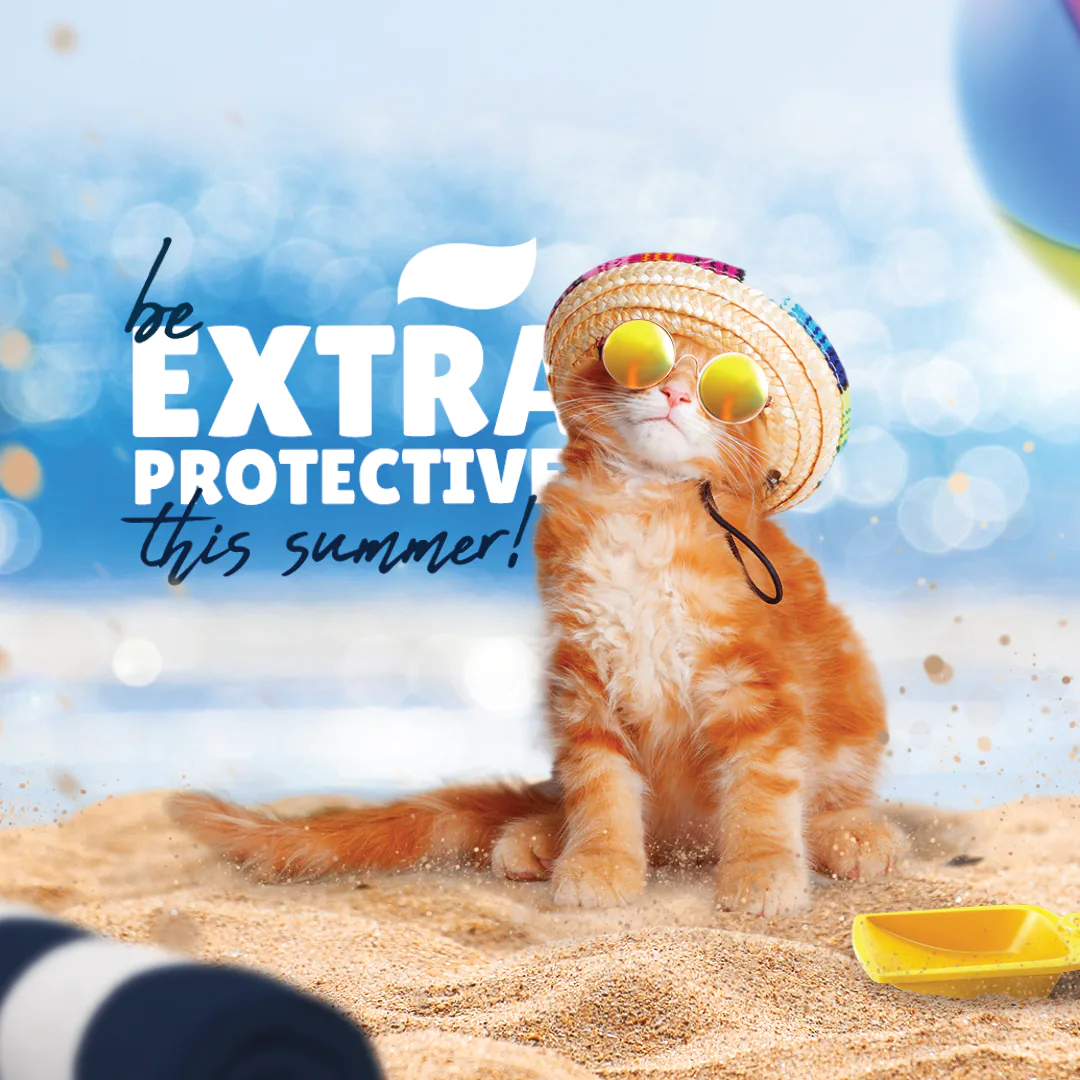 vets social media feed presentation